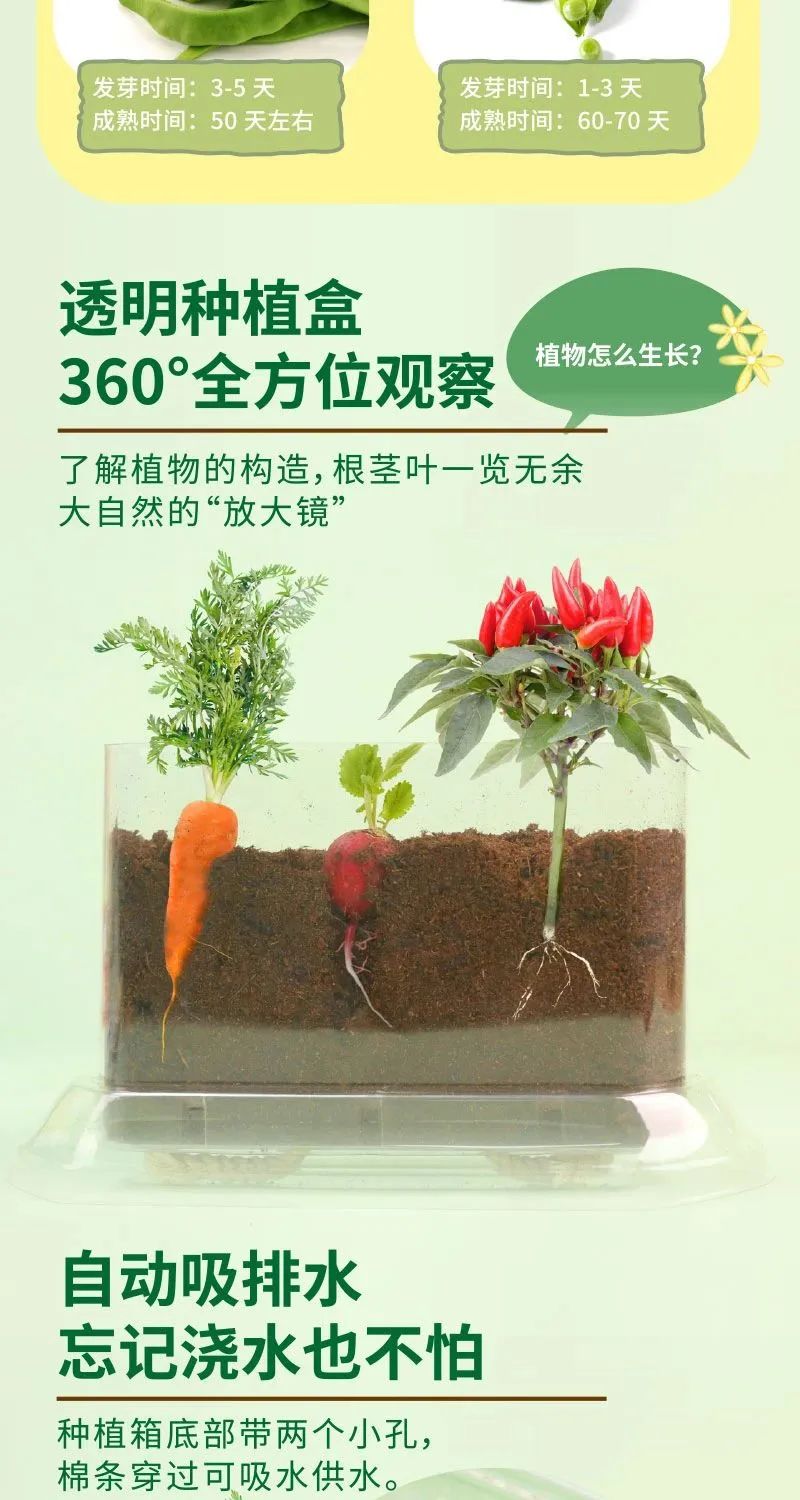 皇家迪智尼 I 兒童益智手工家庭園藝，爆款類手工種植攻略！